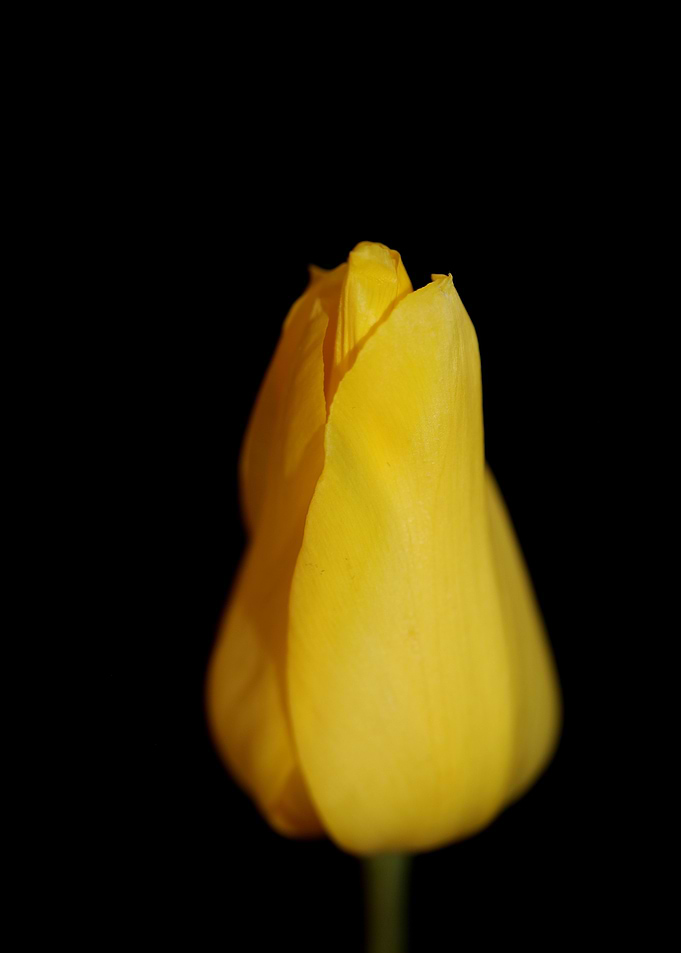 Tulipa flower metal poster