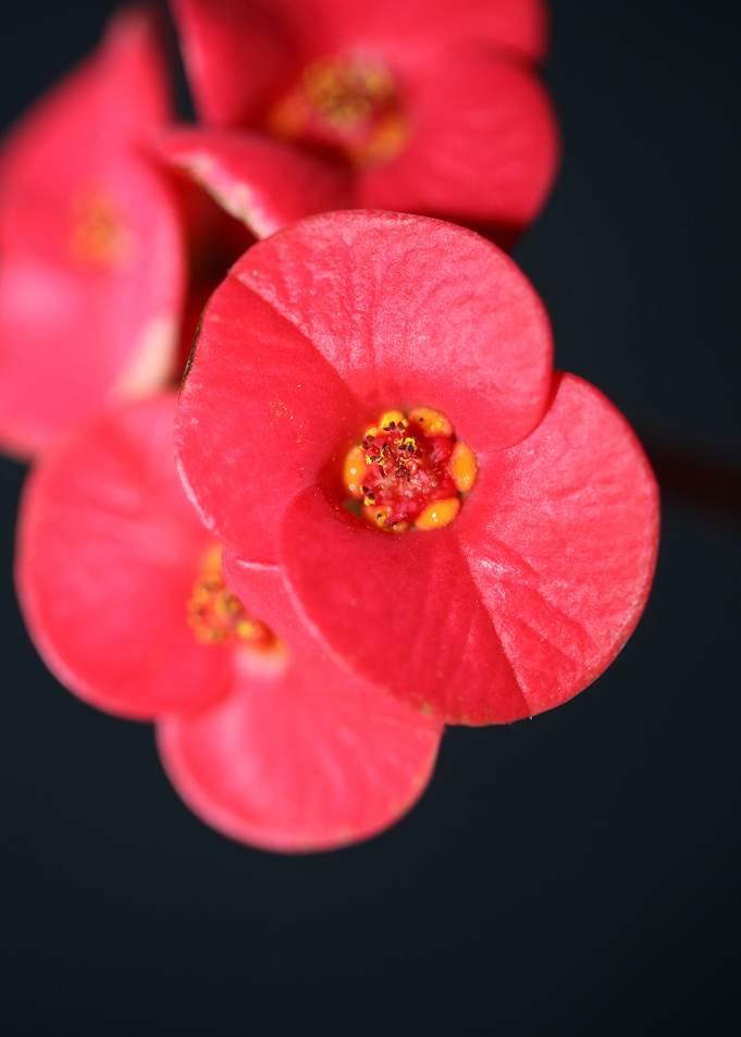 Euphorbia milii close up