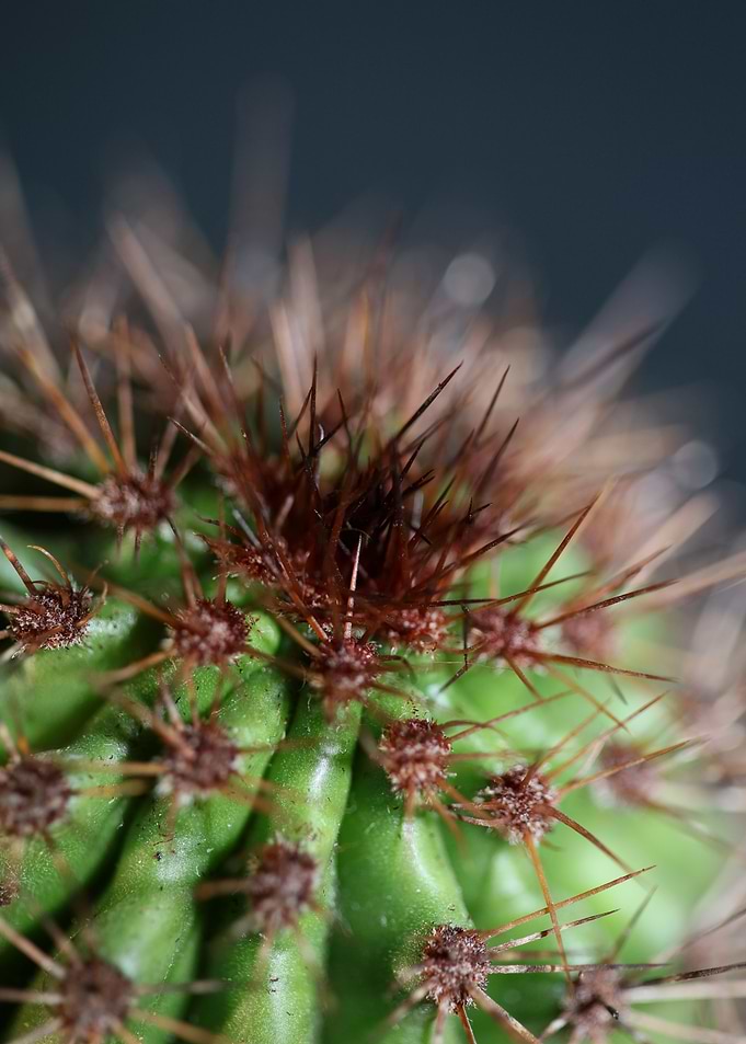 Cactus close up background