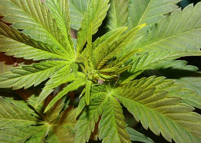 Cannabis indica background