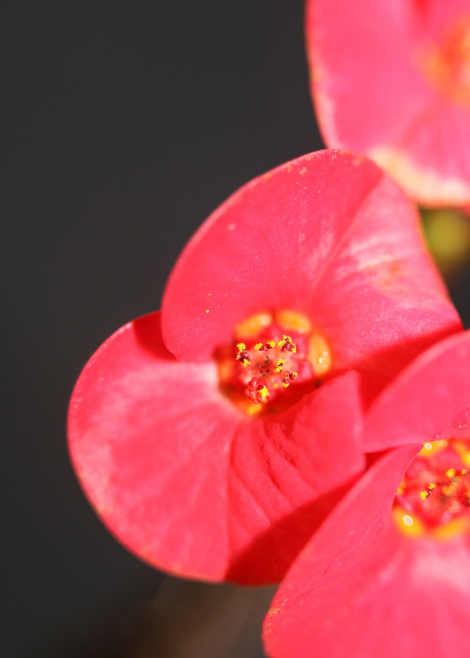 Euphorbia milii close up