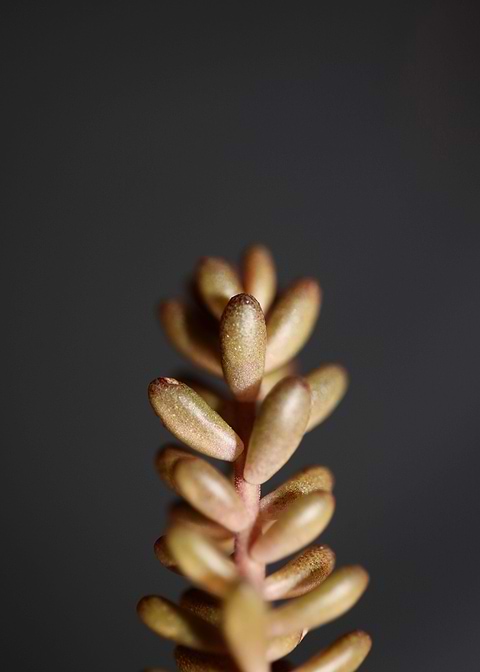 Sedum flower Crassulaceae