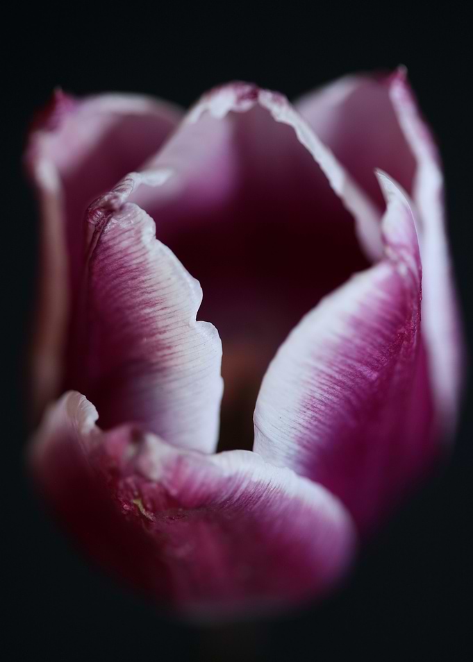 Tulip flower background
