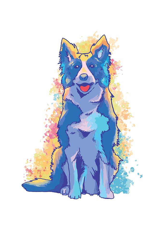 BORDER COLLIE WATERCOLOR