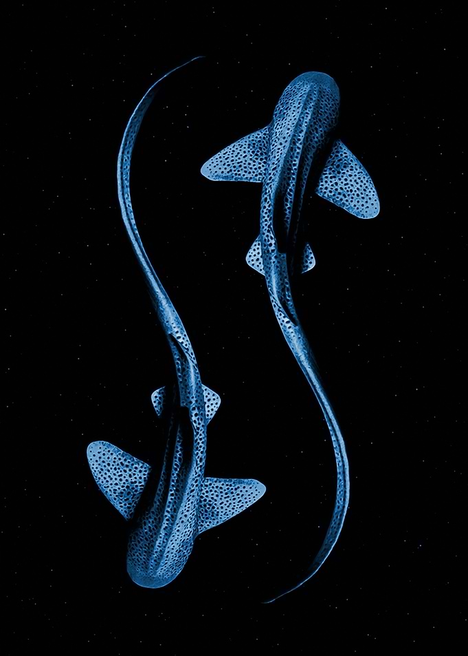 Two night shark