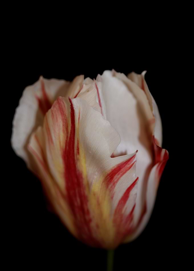 Tulip flower close up