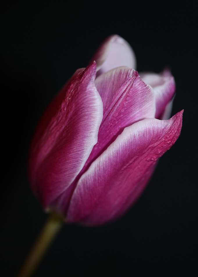 Tulip blossoming close up