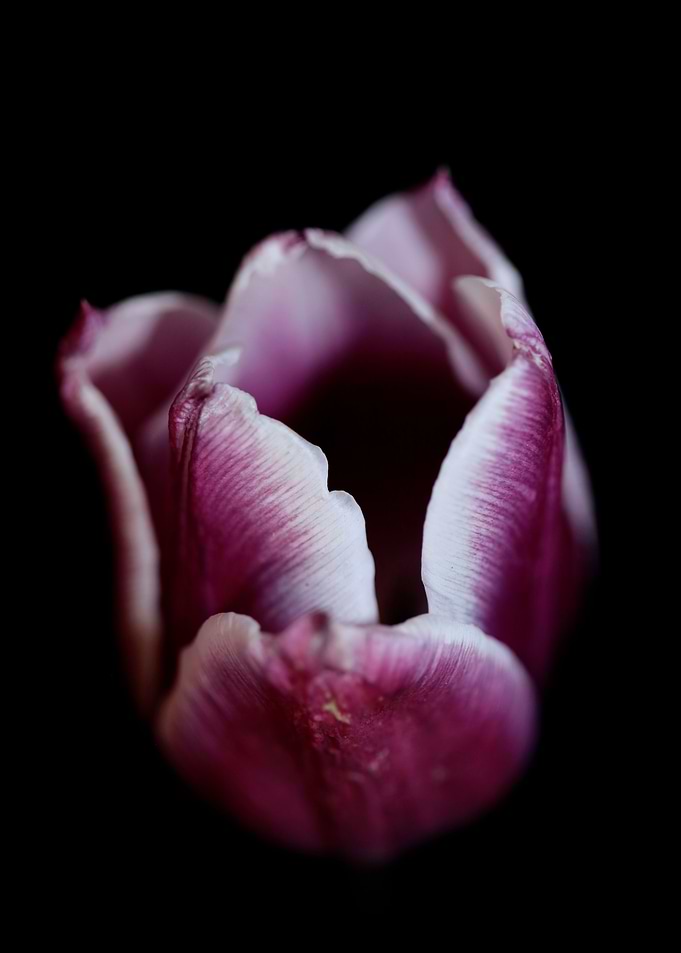 Tulipa flower metal poster