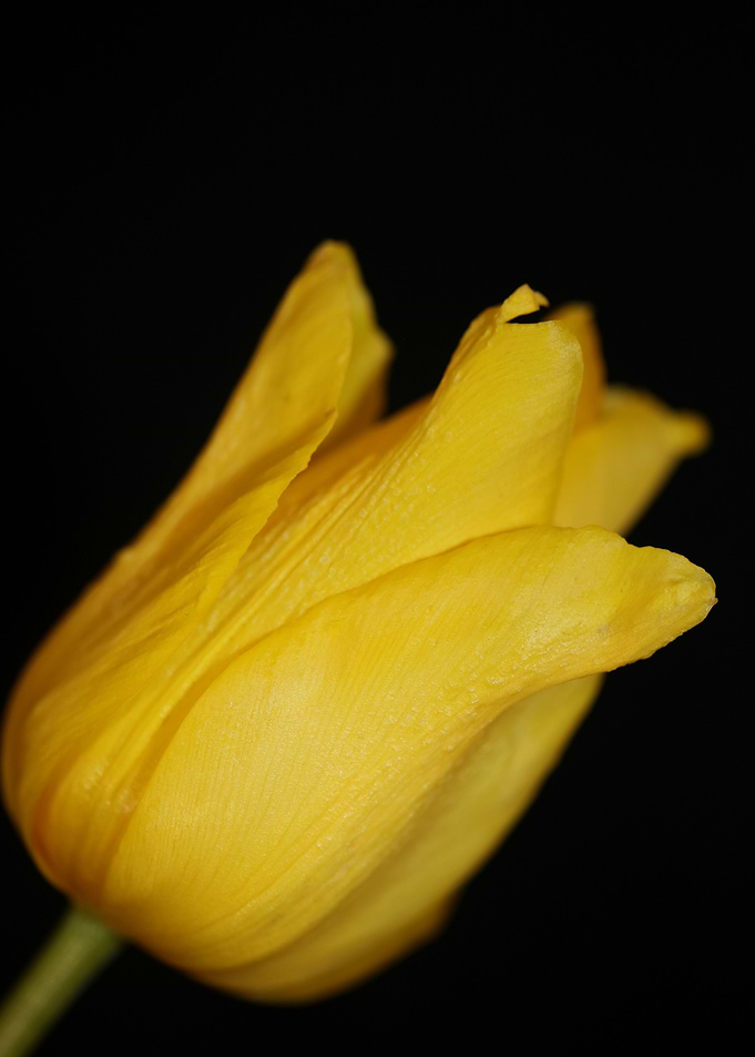Tulipa flower liliaceae