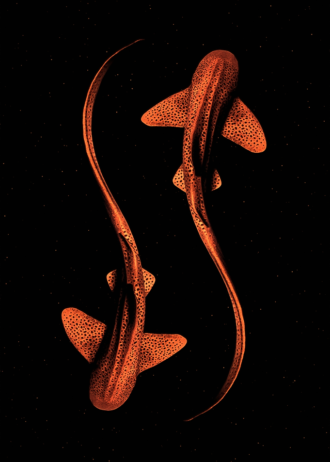 Space sharks
