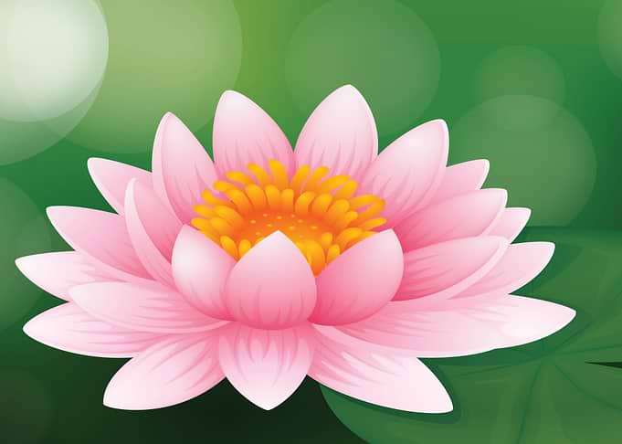 Lotus flower