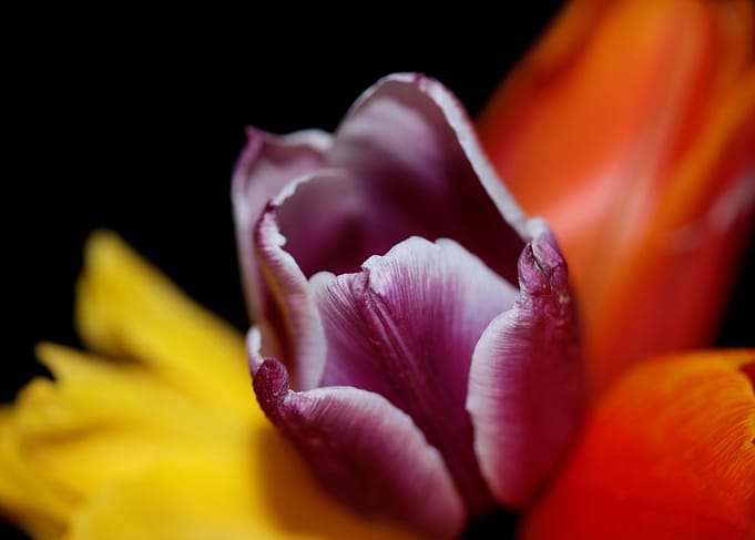 Tulipa flower background