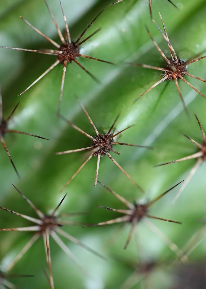 Stenocereus thurberi macro