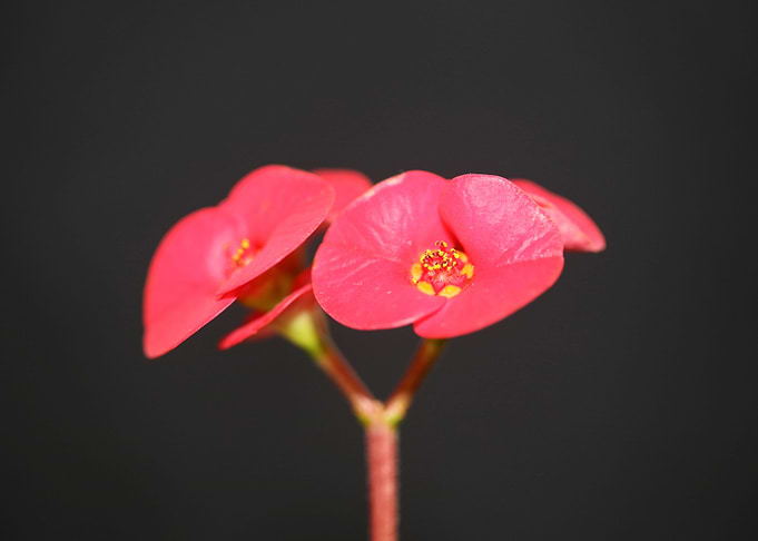 Euphorbia milii flowering