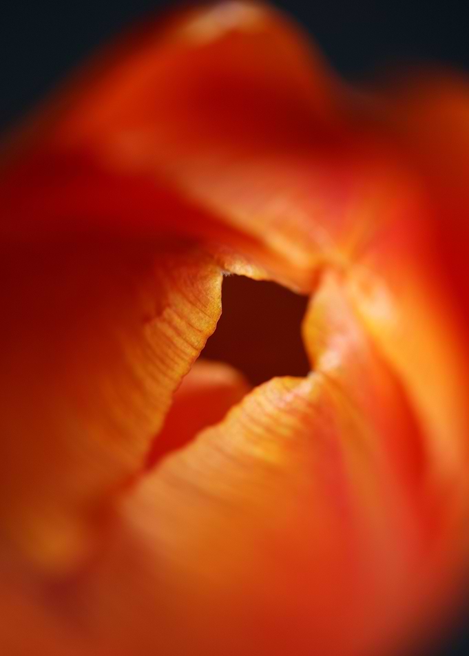 Tulipa flower liliaceae