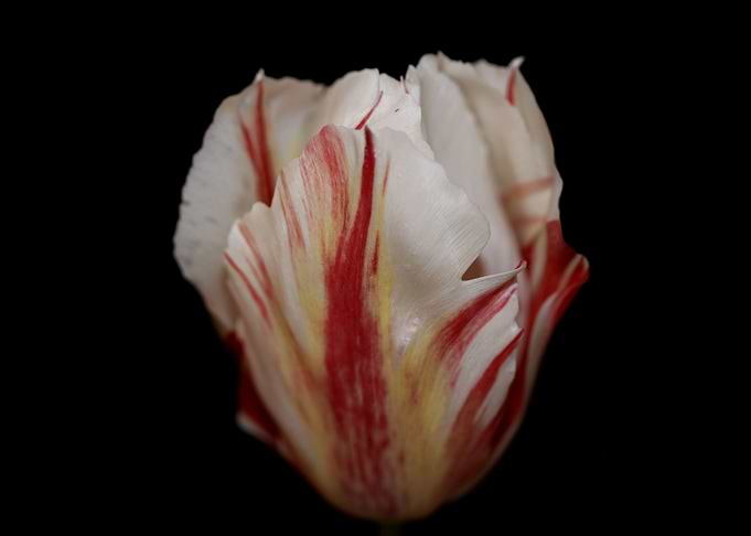 Tulipa flower metal poster