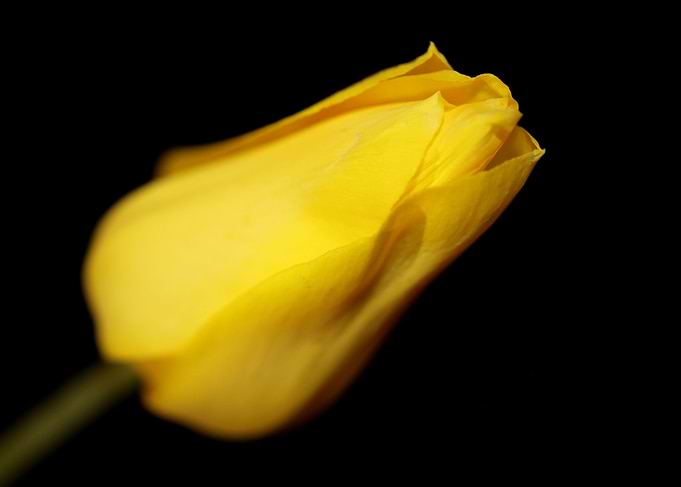 Tulipa flower metal poster