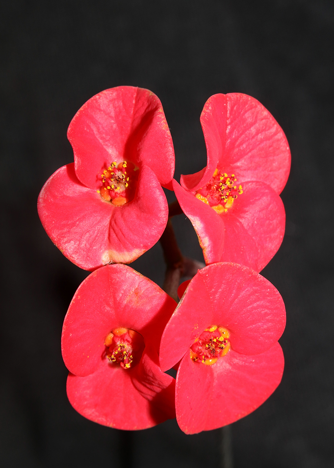 Euphorbia flower close up