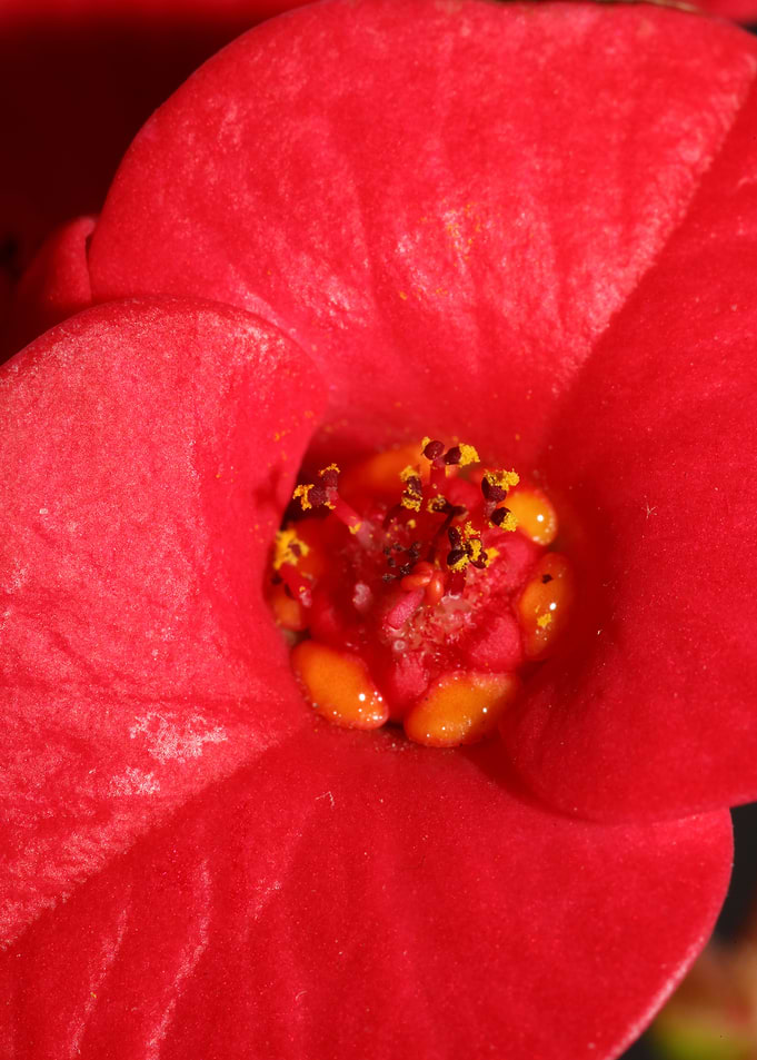 Euphorbia flower close up