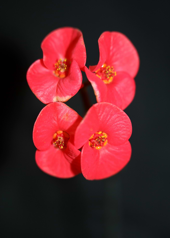 Euphorbia milii flowering
