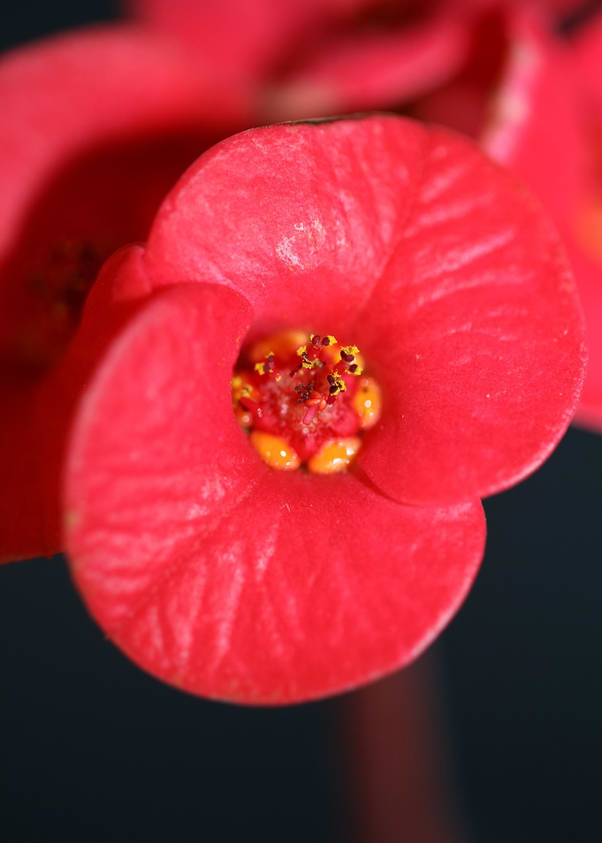 Euphorbia flower close up