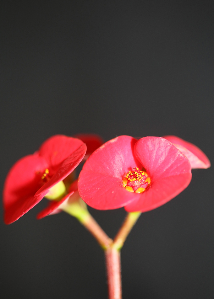 Euphorbia milii close up