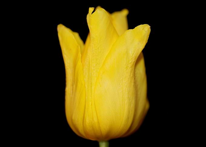 Tulip flower close up