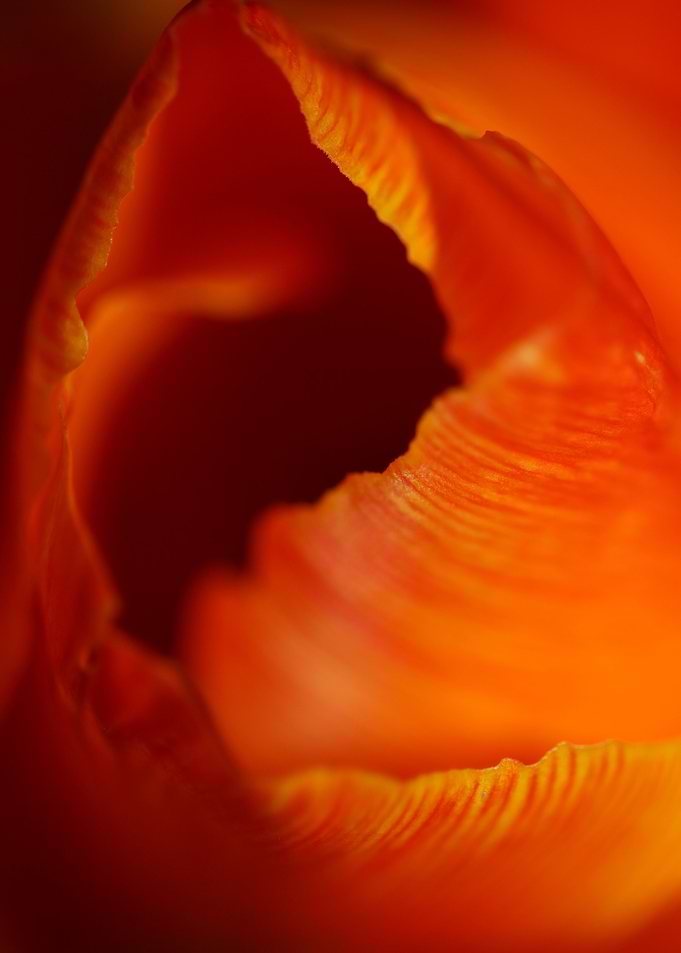 Tulip flower background