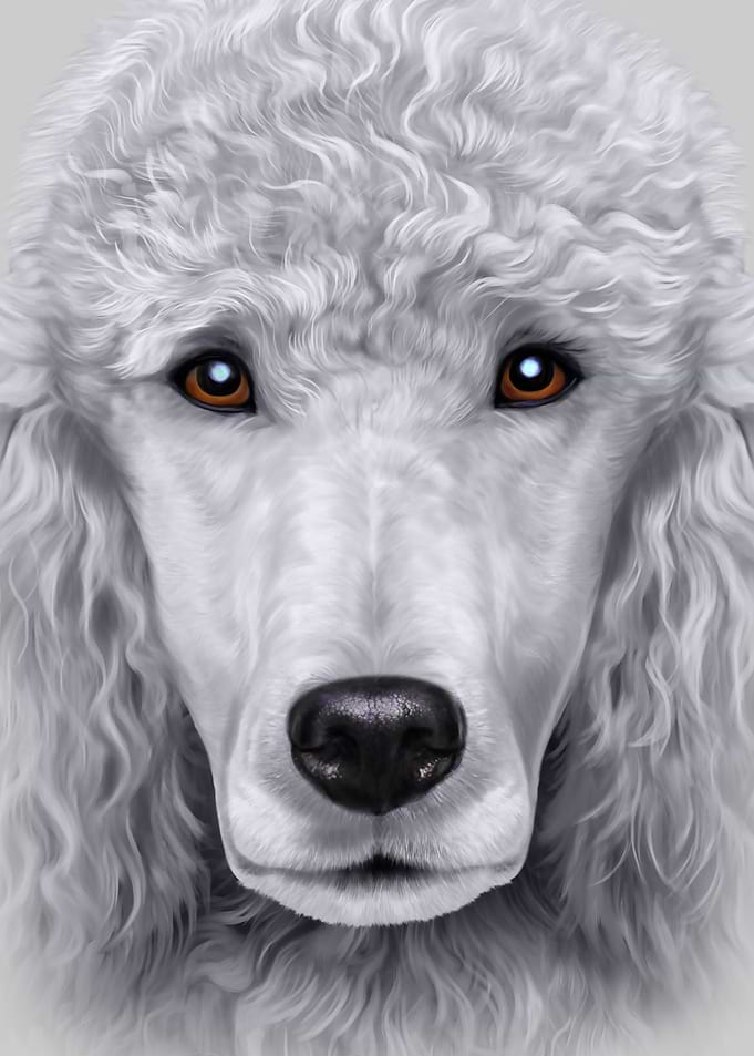 White Poodle Dog