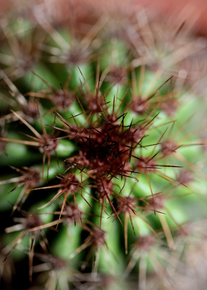 Stenocereus thurberi macro