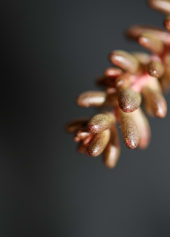 Sedum rubens Crassulaceae
