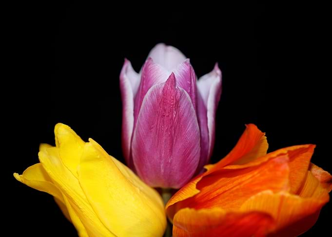 Tulip flower close up
