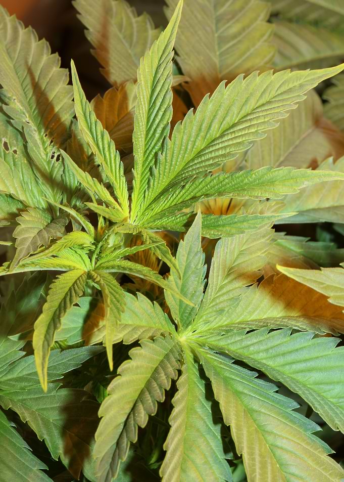 Cannabis indica background