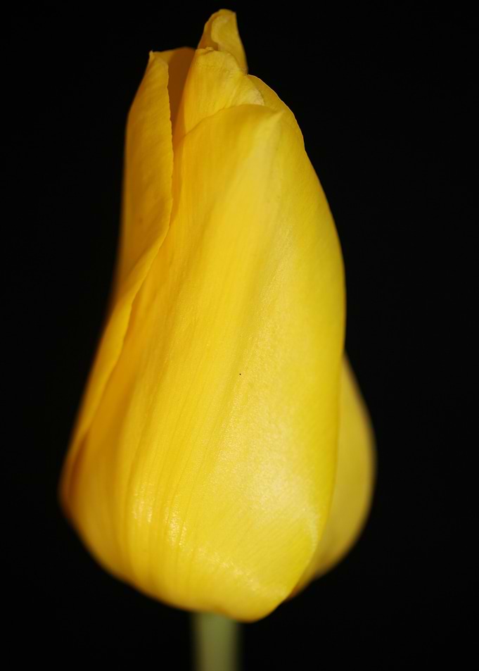 Tulipa blossom close up