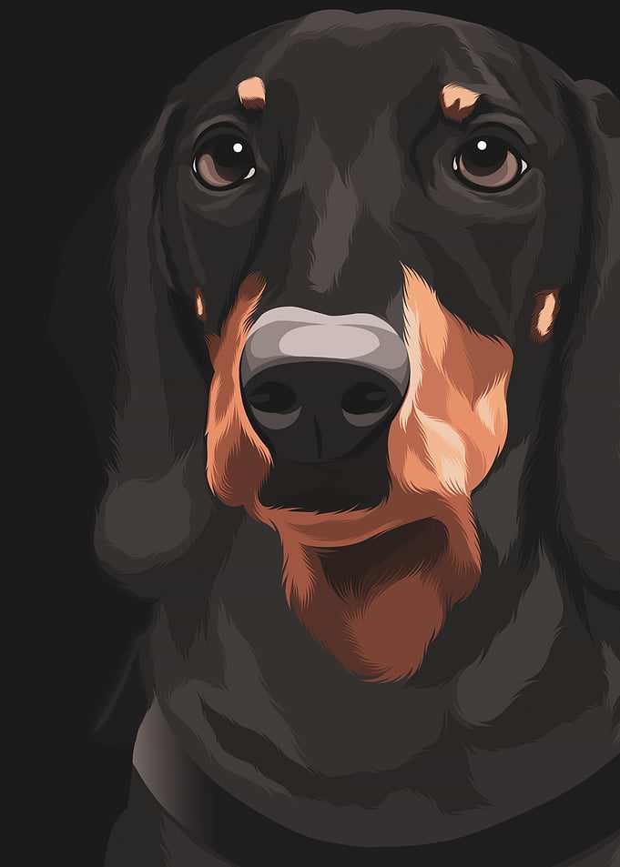 Black Orange Dog 2