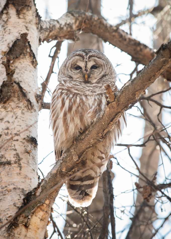 Barred Owl