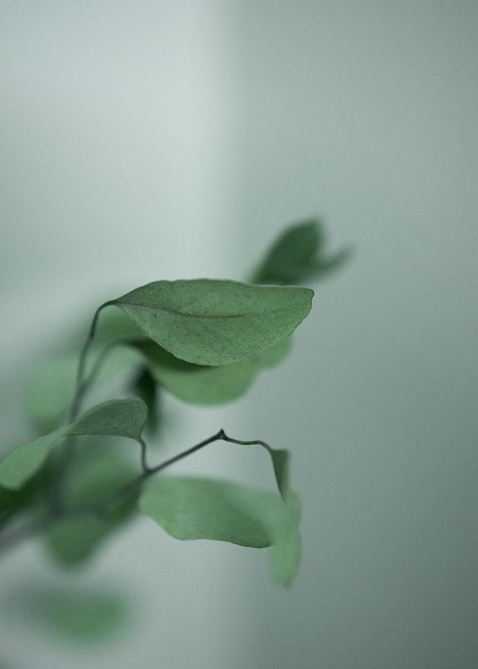 green focus plant building