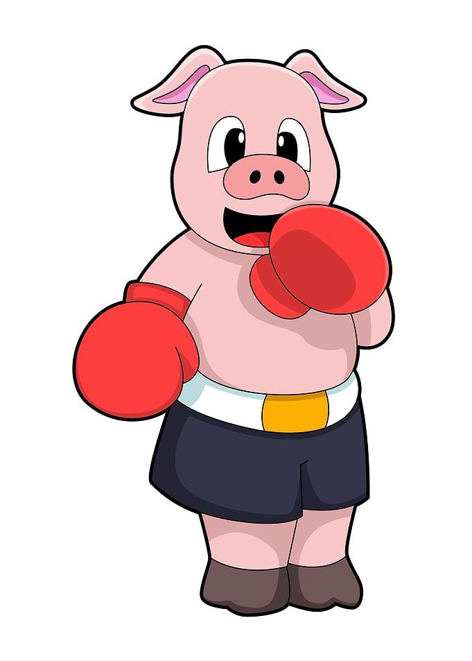 Pig Boxing Sports