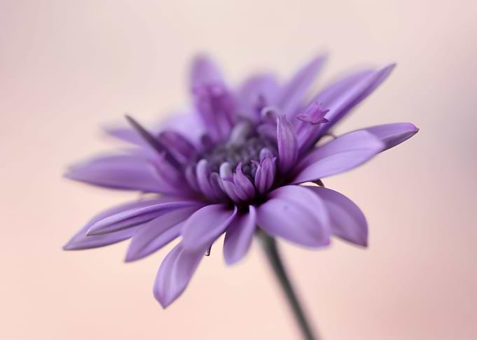 Floral composition