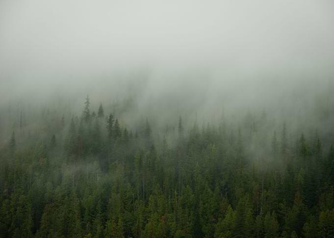 Misty Forest 2