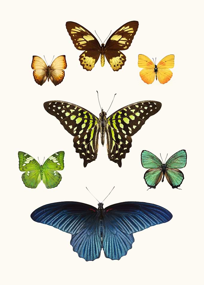 Seven Exotic Butterflies