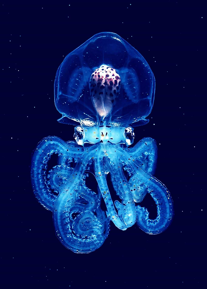Glass octopus