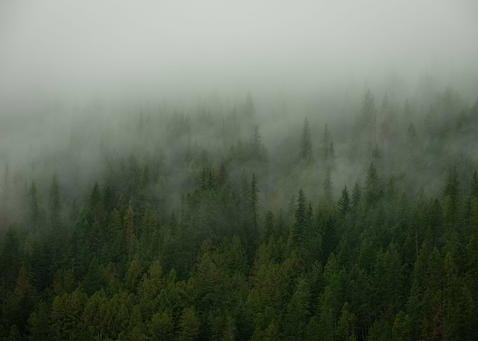 Misty Forest 4