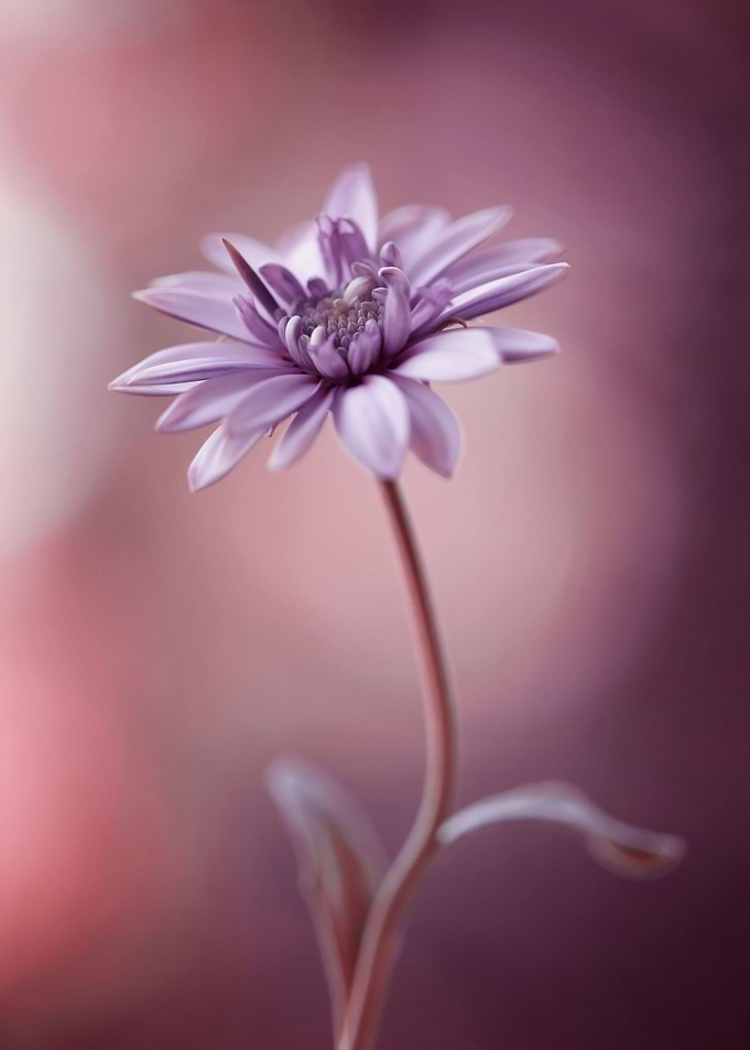 Floral composition