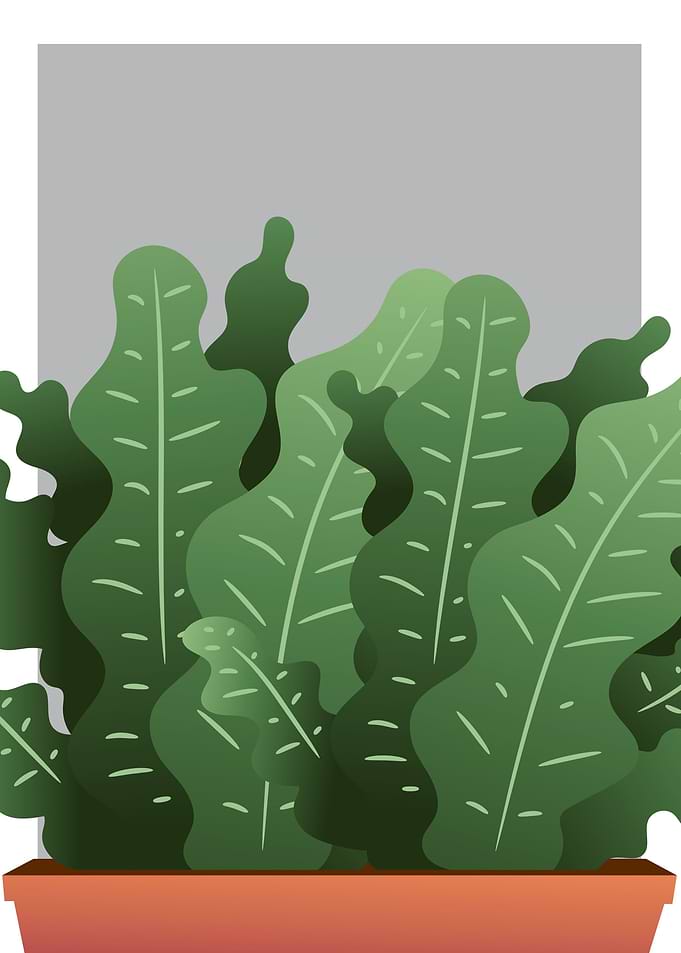 Plants Vol 1