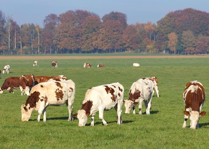 Cow