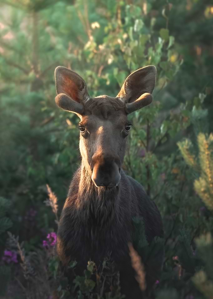 Forest Queen