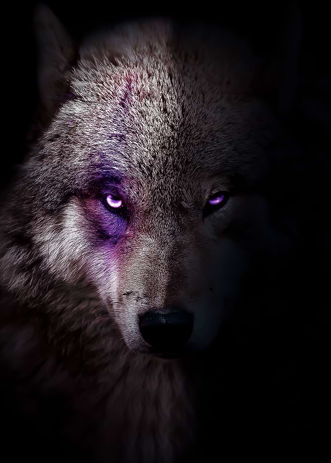 hunter black wild wolf