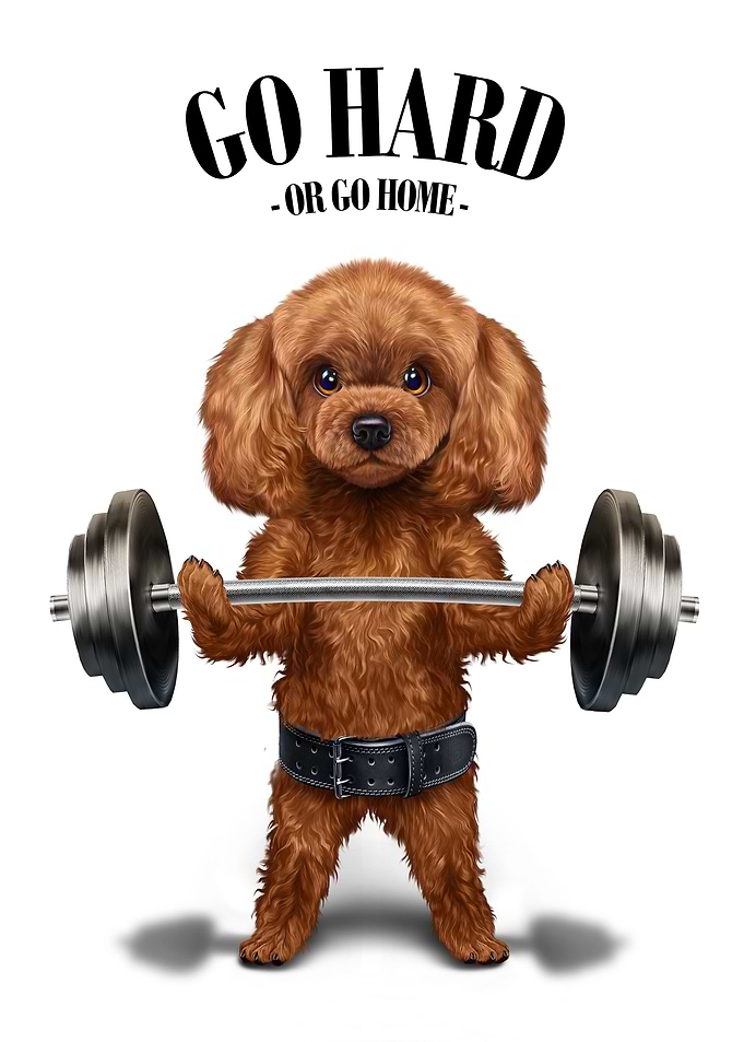 Poodle Dog Weightlifting