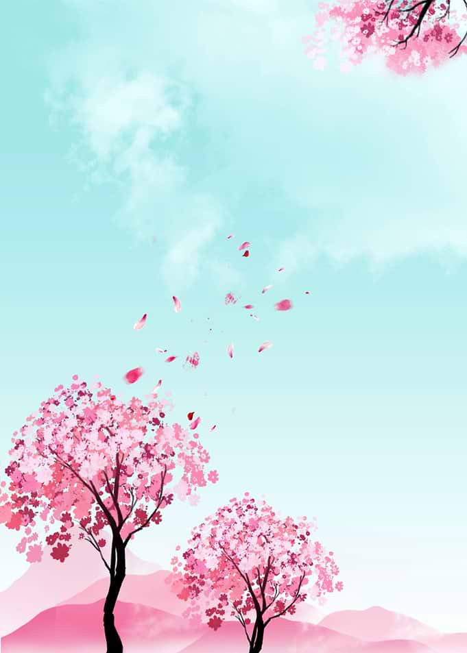 Sakura Cherry Tree